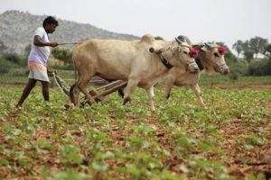 நிலத்தை உழுதிடும் விவசாயி