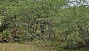சீமைக்கருவேல மரங்கள்